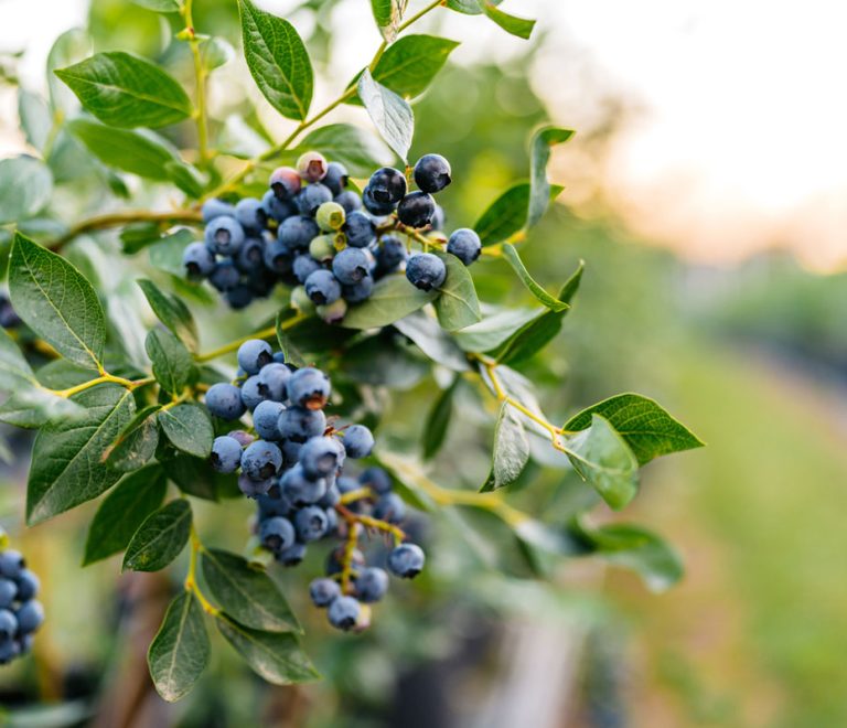 Herbal Allies for Bladder Wellness: Gentle Remedies for UTIs, Inflammation & Comfort